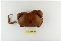 藏品(隆背瓢蟹)的圖片